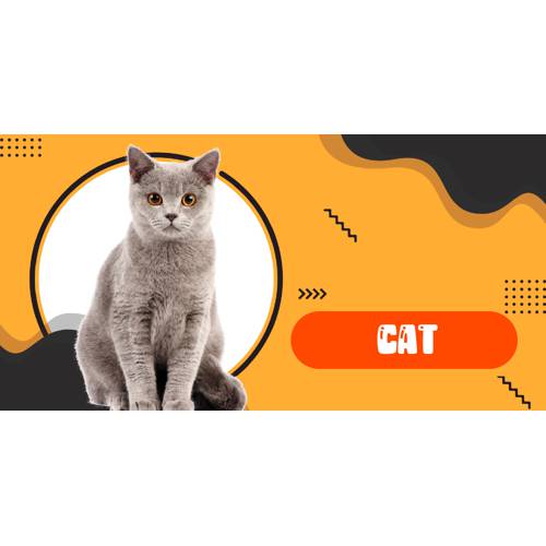 Cách Chăm Sóc Thú Cưng Bị Bệnh