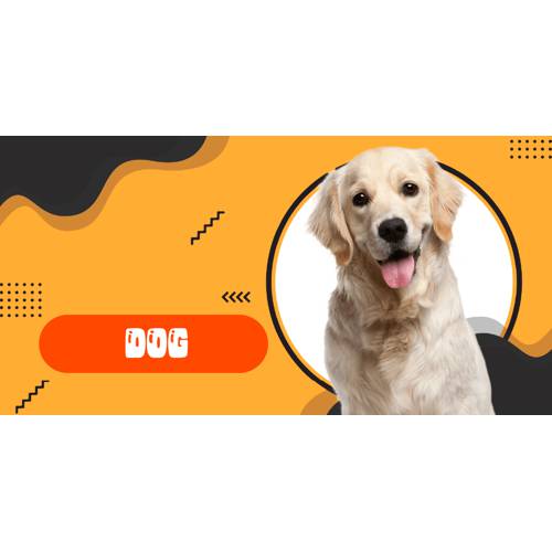 Cách để Chăm sóc Chó - Siêu dễ