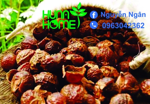 nguồn gốc của Enzym bồ hòn