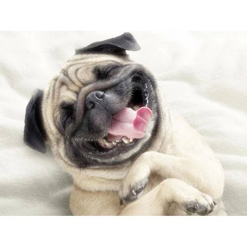 Pet-store - Những điều thú cưng đang làm bạn thay đổi