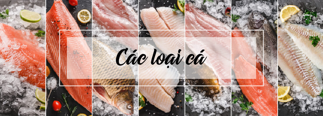 Các loại cá