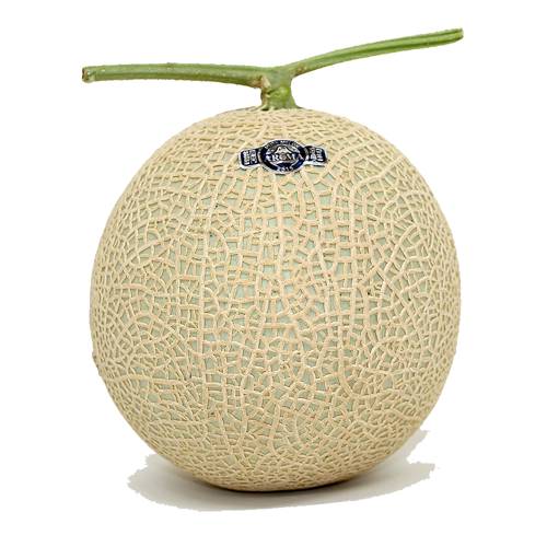 Dưa giống Nhật Musk Melon